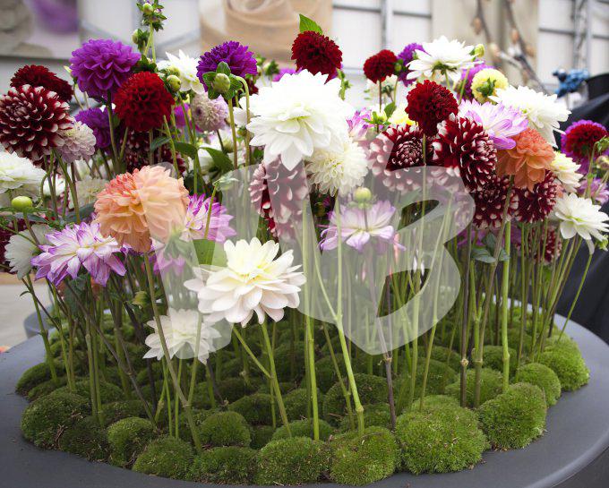 bloemen en planten vvbvanbree     1127